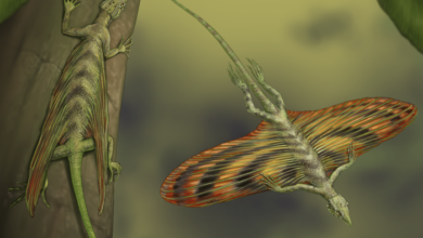 These ‘ancient dragons’ were the first flying reptiles