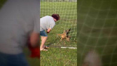 Plymouth middle school teacher rescues great-horned owl from soccer net