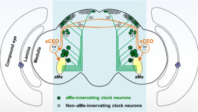 How an extra-clock ultradian brain oscillator sustains circadian timekeeping