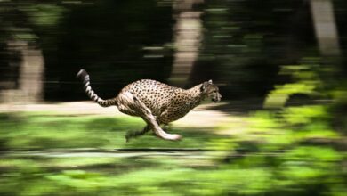Namibian cheetahs head for India, 70 years after local extinction