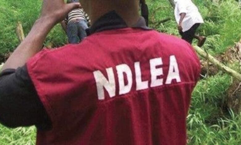 NDLEA arrests 214 suspects for drug-related offences in Gombe